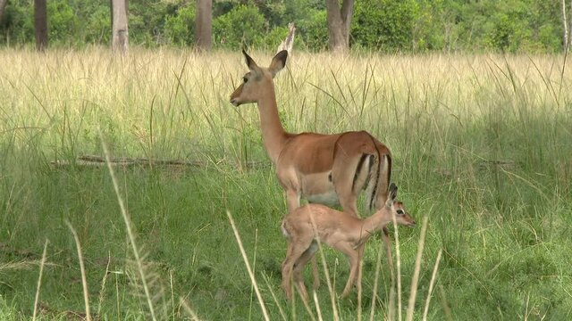 Impala  (Aepyceros melampus ) licking her just born fawn.