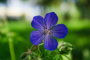 blue flowers in the garden