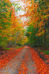 Obraz premium Image of trees in autumn.