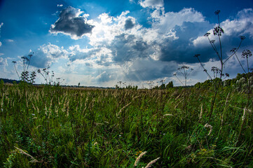 Photo of a field with herbs under a blue sky with clouds
