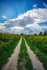 Photo of a footpath in a forest with herbs under a blue sky with clouds