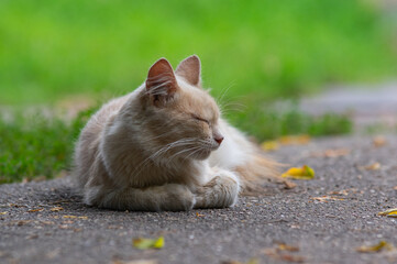 Photo of a resting cat with closed eyes and turned head