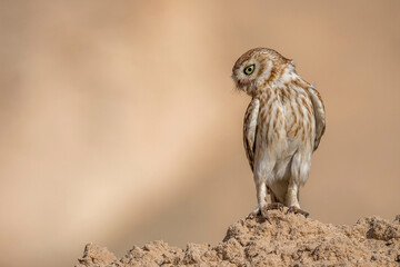 Little Owl