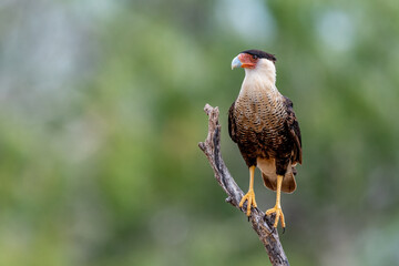 Caracara