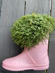 flower in the garden