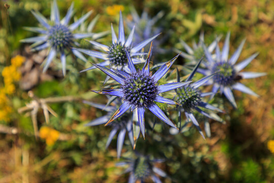 Zenith of group of blue Eryngium bourgatii plants on the mountain