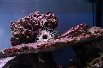 Obraz premium coral reef in aquarium