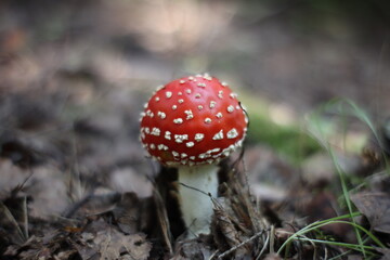 fly agaric mushroom