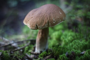 mushroom in the forest