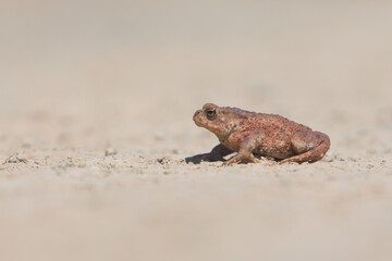 Toad with plain background basking in the sun.