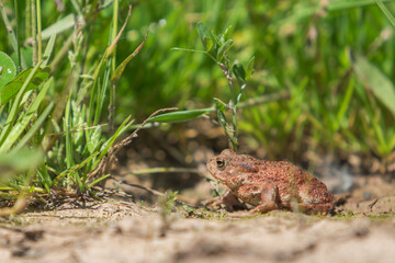 Toad in Natural Habitat 