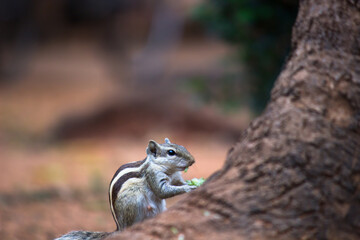 Indian Palm Squirrel or Rodent or also known as the chipmunk sitting on the rock and eating grains from the ground
