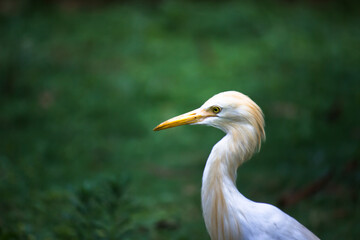 Cattle Egret or known as the bubulcus Ibis Standing Firmly near the plants for insects and pest
