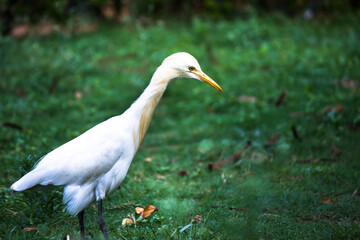 Cattle Egret or known as the bubulcus Ibis Standing Firmly near the plants for insects and pest
