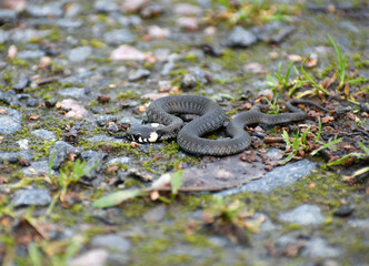 Nonpoisonous snake