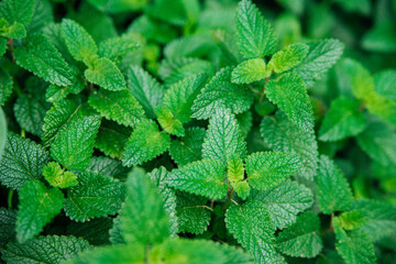 Fototapeta na wymiar Green leaves of melissa. Lemon balm in the garden. Rural nature. Organic agriculture. A herbaceous plant in the wild.