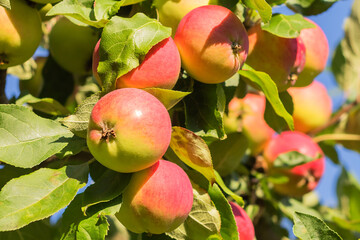 Fresh ripening ruddy summer Mantet apples in a garden suburban area. 