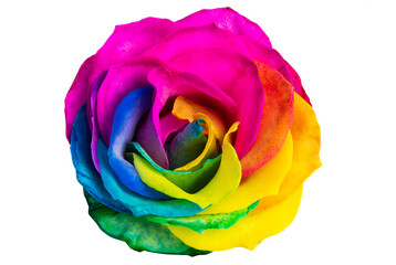 Obraz na płótnie Canvas multicolored rose isolated