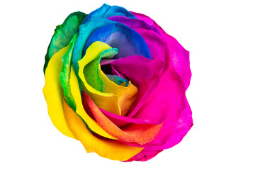 multicolored rose isolated