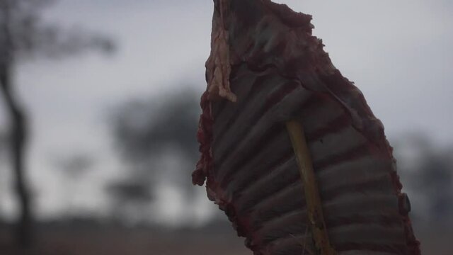 Close up shot of a piece of raw meat cooked in a traditional way in a bonfire. Africa, Tanzania. Roasting goat ribs.  Maasai Village, Tanzania. 4K.
