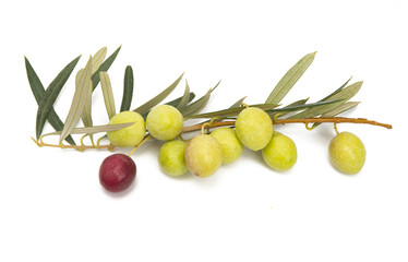 branch with green olives isolated