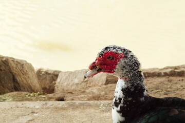 Creole duck rests peacefully on the river bank