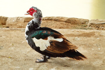 Creole duck rests peacefully on the river bank
