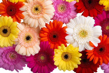 background of beautiful gerbera daisies in different colors close up