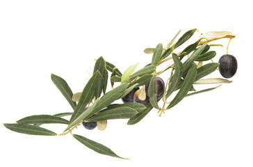Obraz na płótnie Canvas branch with green olives isolated
