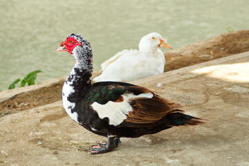 Creole duck rests peacefully on the river bank