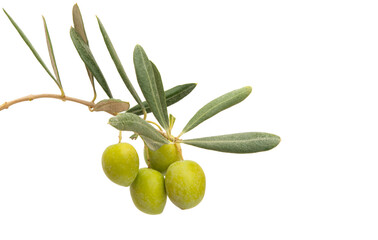 branch with green olives isolated