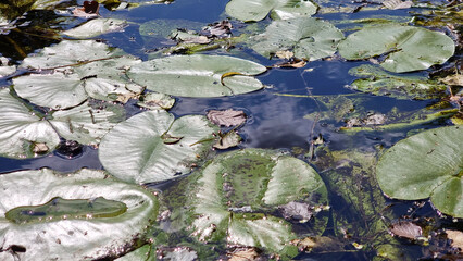 A group of green aquatic plants in the river. Water lilies and duckweed in the river. Ecology concept.