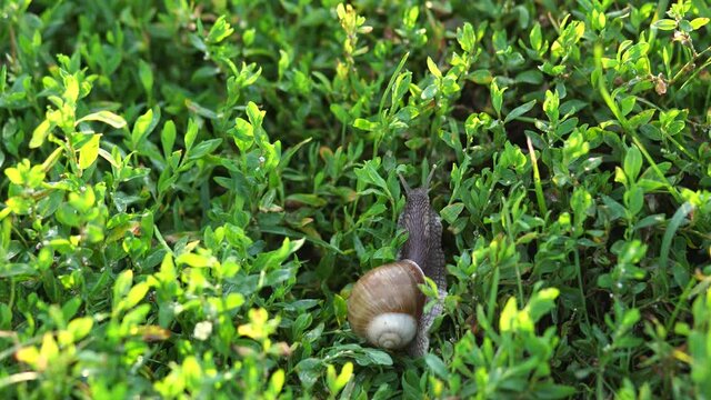 4k stock video footage of slow garden snail crawling on wet green leaves outdoors on field