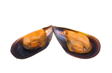 mussels isolated