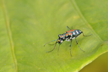 Tiger beetle on leaf