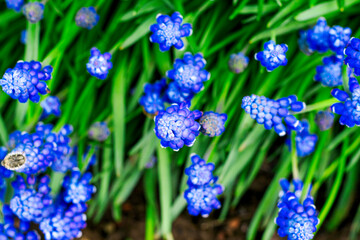 blue mouse hyacinth bloomed in the garden in spring