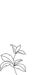 Botanical plants line art