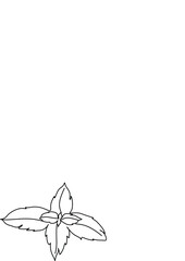 Botanical plants line art