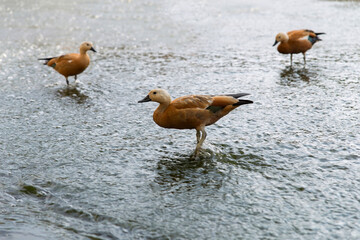 red ducks on the dam stand with their feet in the water on a summer day