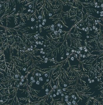 Seamless pattern with juniper branches and berries. Background with fir branches