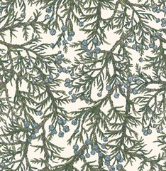 Seamless pattern with juniper branches and berries. Background with fir branches