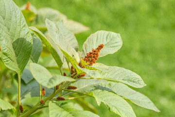 Blooming bright green Amaranthus of the Amaranthaceae family in a summer park