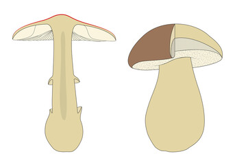 Identifying mushrooms requires a basic understanding of their macroscopic structure
