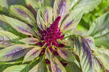Blooming bright green Amaranthus of the Amaranthaceae family in a summer park