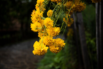 yellow flowers in the garden