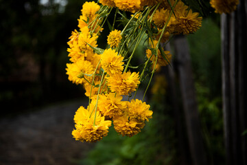 yellow flowers in the garden