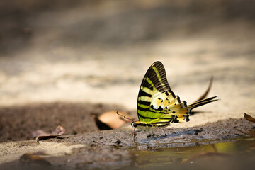 Fototapeta na wymiar Five-bar Sword tail Butterfly.