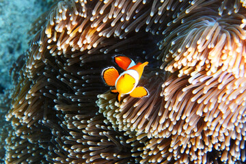 Clown Anemonefish, swimming in anemone, (Nemo) , soft coral