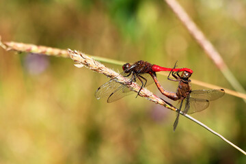 Close up Beautiful dragonfly resting on a branch in forest.