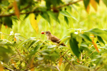 Black birds starlings eat fruit in garden.